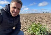 Congreso Internacional de Maíz 2026: Ioele alerta por la chicharrita y anticipa todas las novedades