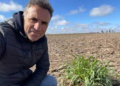 Congreso Internacional de Maíz 2026: Ioele alerta por la chicharrita y anticipa todas las novedades
