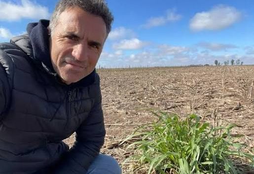 Congreso Internacional de Maíz 2026: Ioele alerta por la chicharrita y anticipa todas las novedades