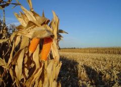 Charla Virtual – Maíz & El Niño: estrategias agronómicas basadas en información agroclimática