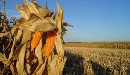 Maíz: aumentar la densidad de siembra mejora un 27 % el rendimiento del cultivo