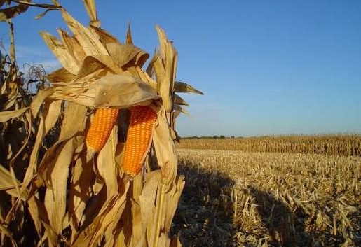 Charla Virtual – Maíz & El Niño: estrategias agronómicas basadas en información agroclimática