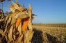 Charla Virtual – Maíz & El Niño: estrategias agronómicas basadas en información agroclimática