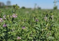 Producir heno de alfalfa de calidad