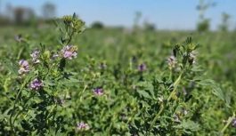Producir heno de alfalfa de calidad