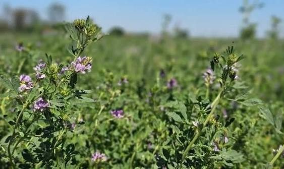 Producir heno de alfalfa de calidad
